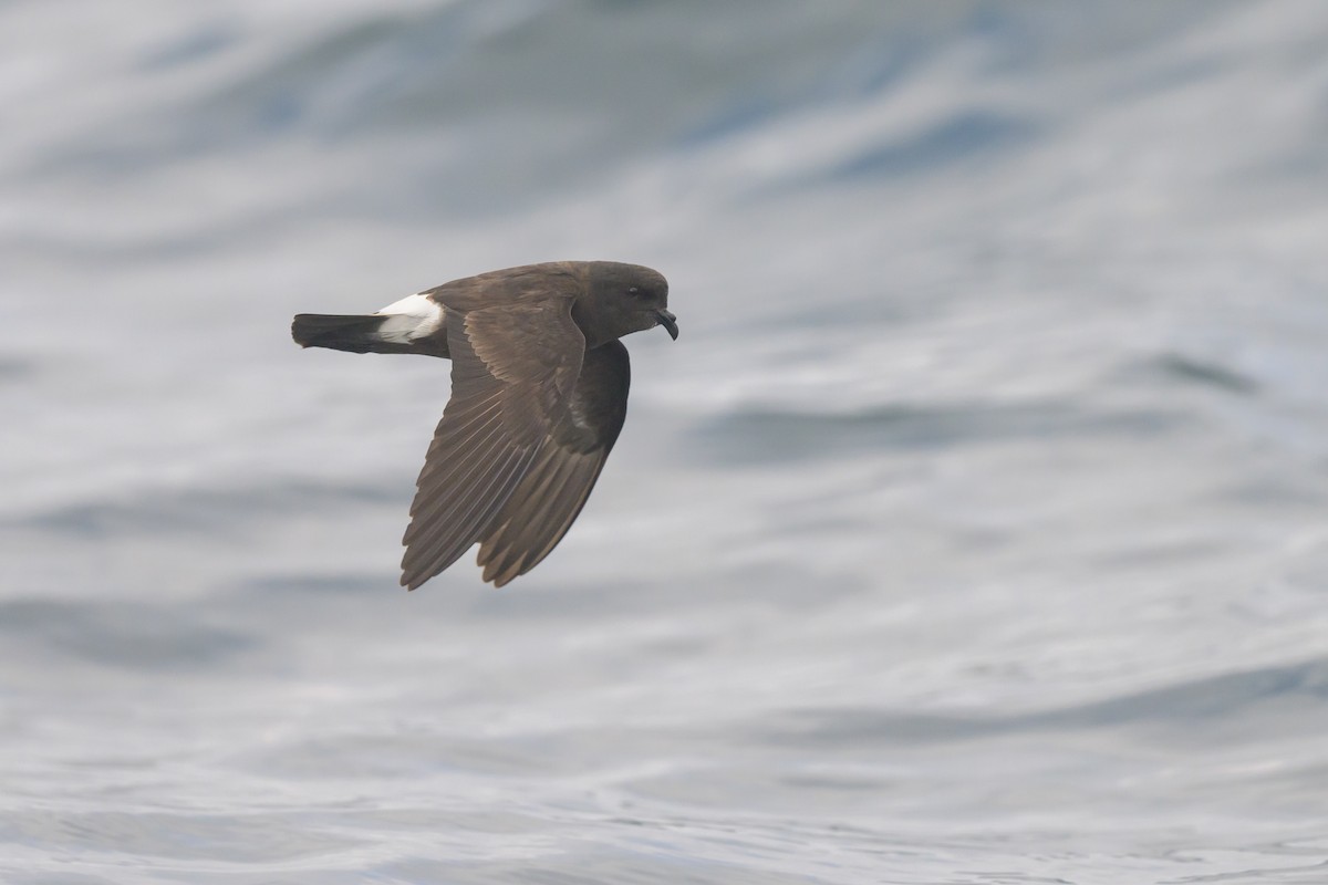 European Storm-Petrel - Sylvain Reyt