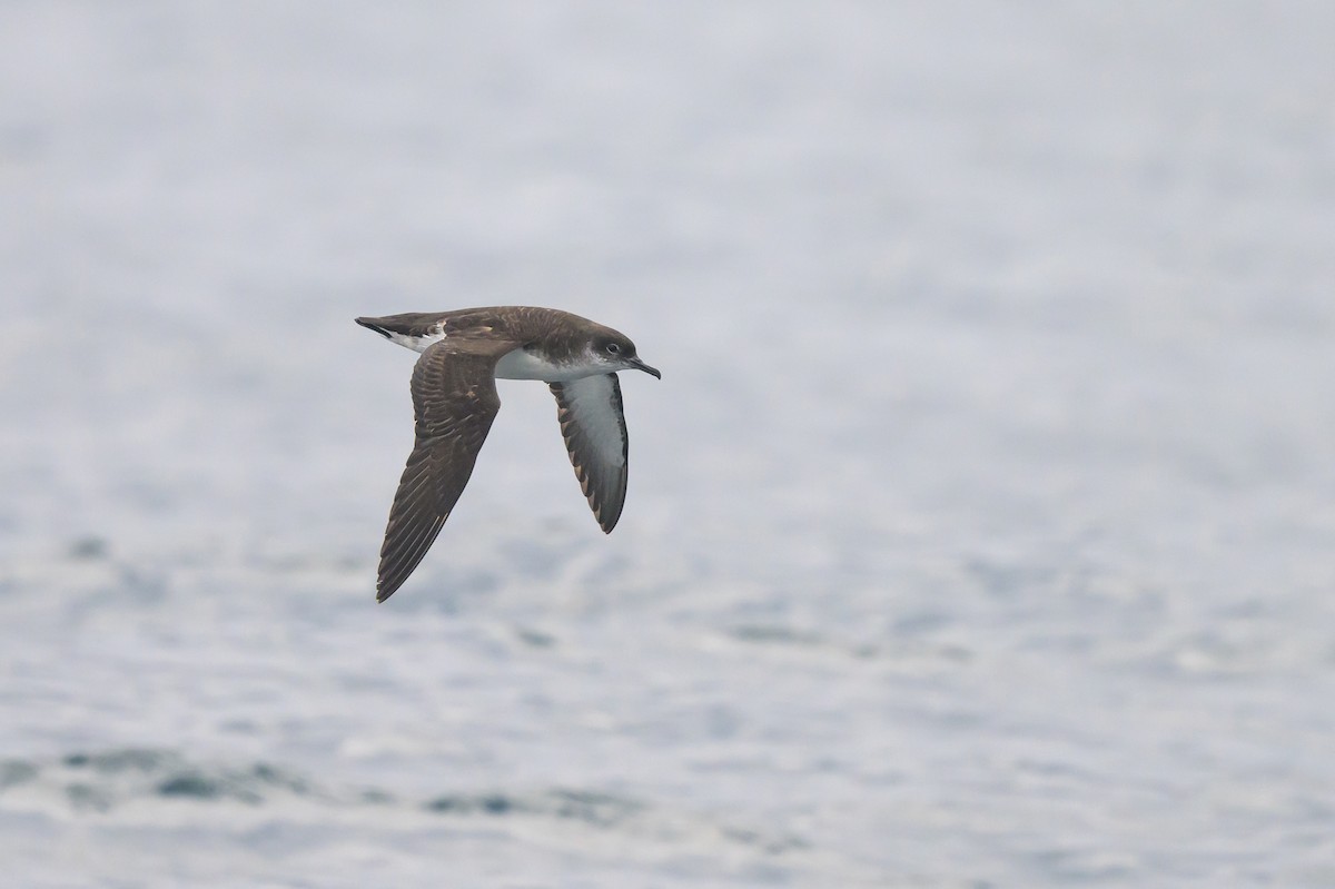 Manx Shearwater - ML476232211