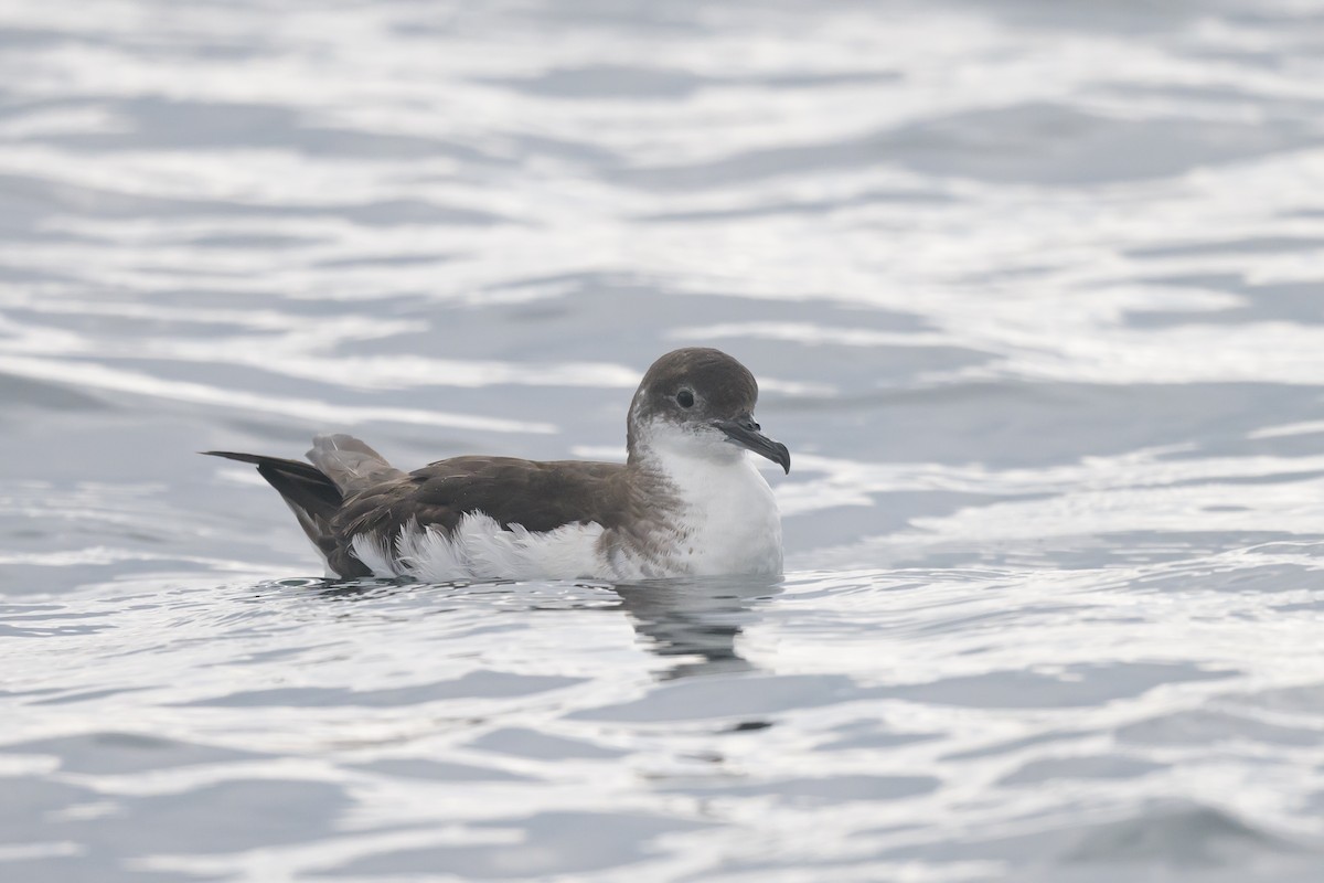 Manx Shearwater - ML476232231