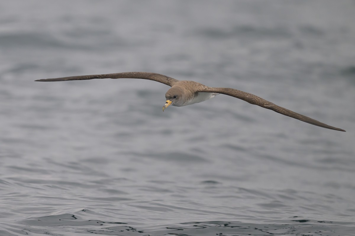 Cory's Shearwater - ML476232271