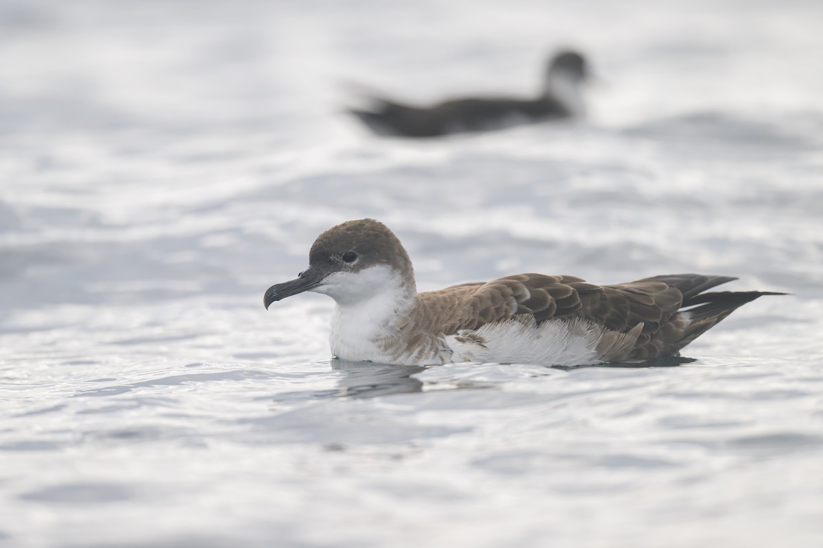 Great Shearwater - Sylvain Reyt