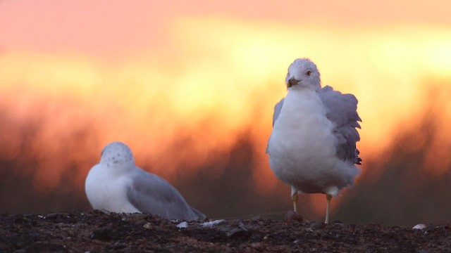 Ring-billed Gull - ML476232541