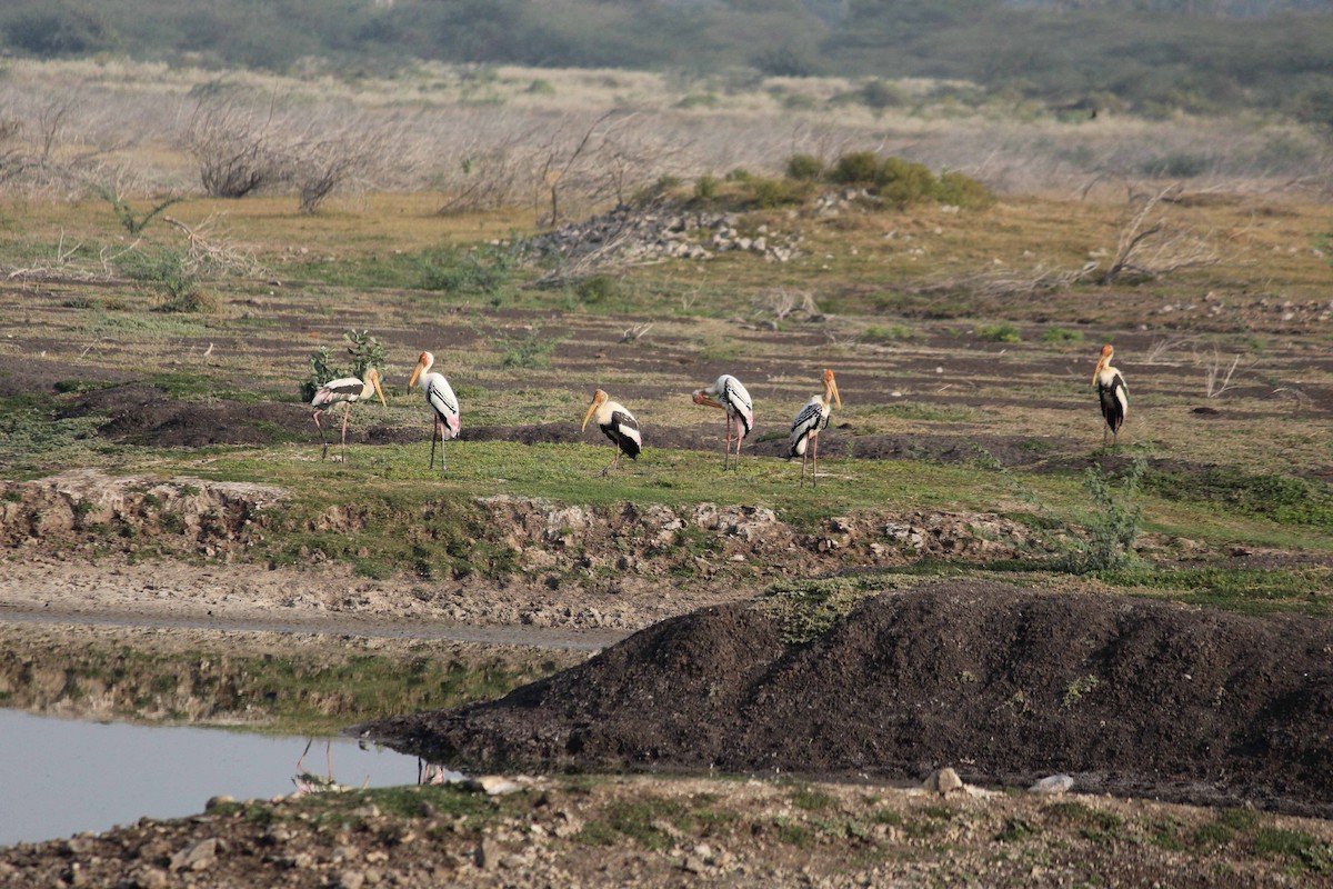 Painted Stork - ML47623261