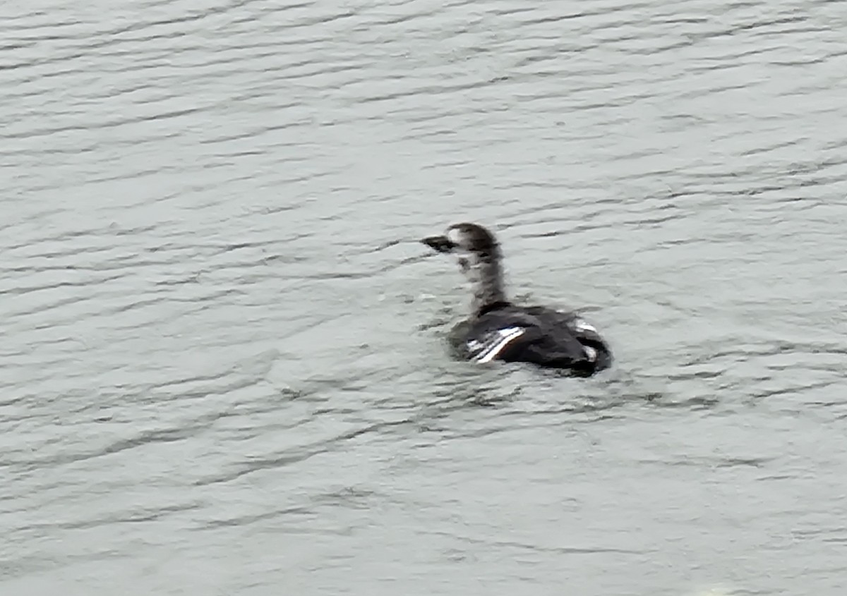 Guillemot à miroir - ML476232801