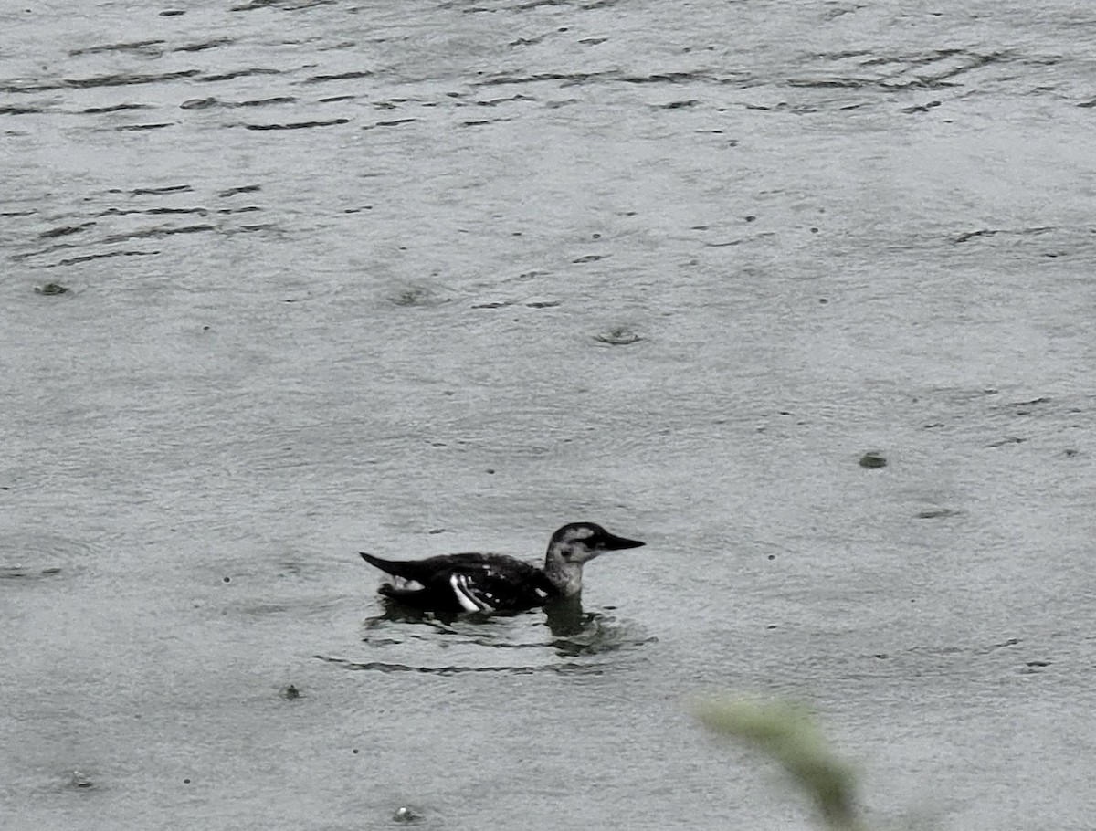 Black Guillemot - ML476232841