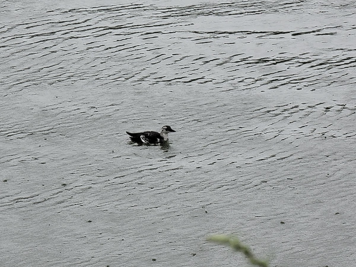 Black Guillemot - ML476232861