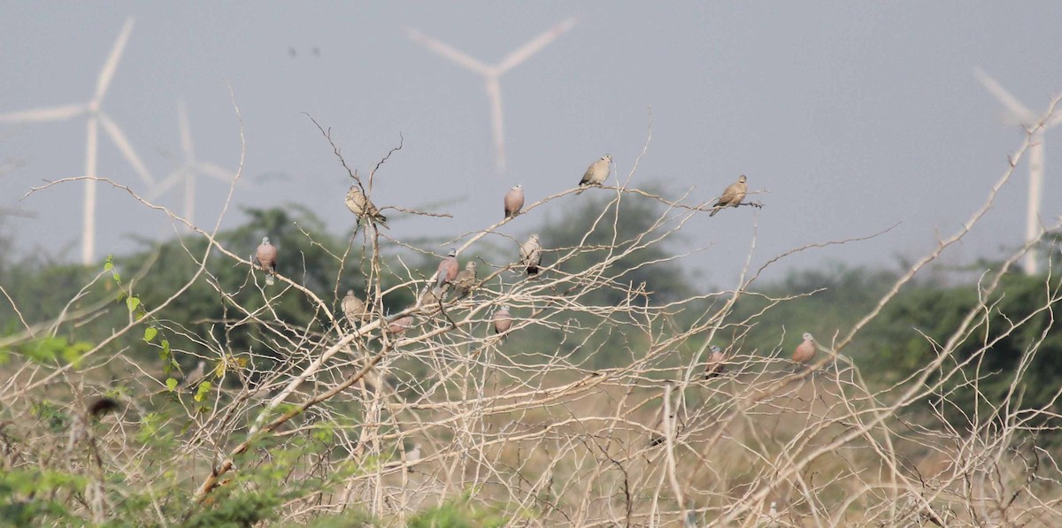 Red Collared-Dove - ML47623311