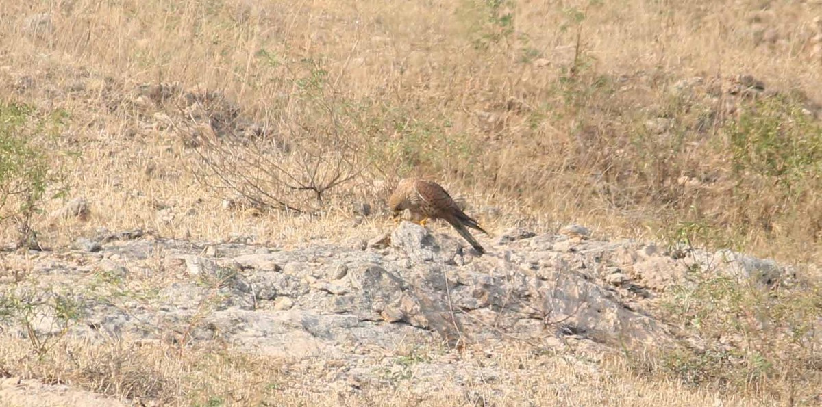 Eurasian Kestrel - ML47623321