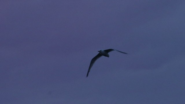 Ring-billed Gull - ML476233331