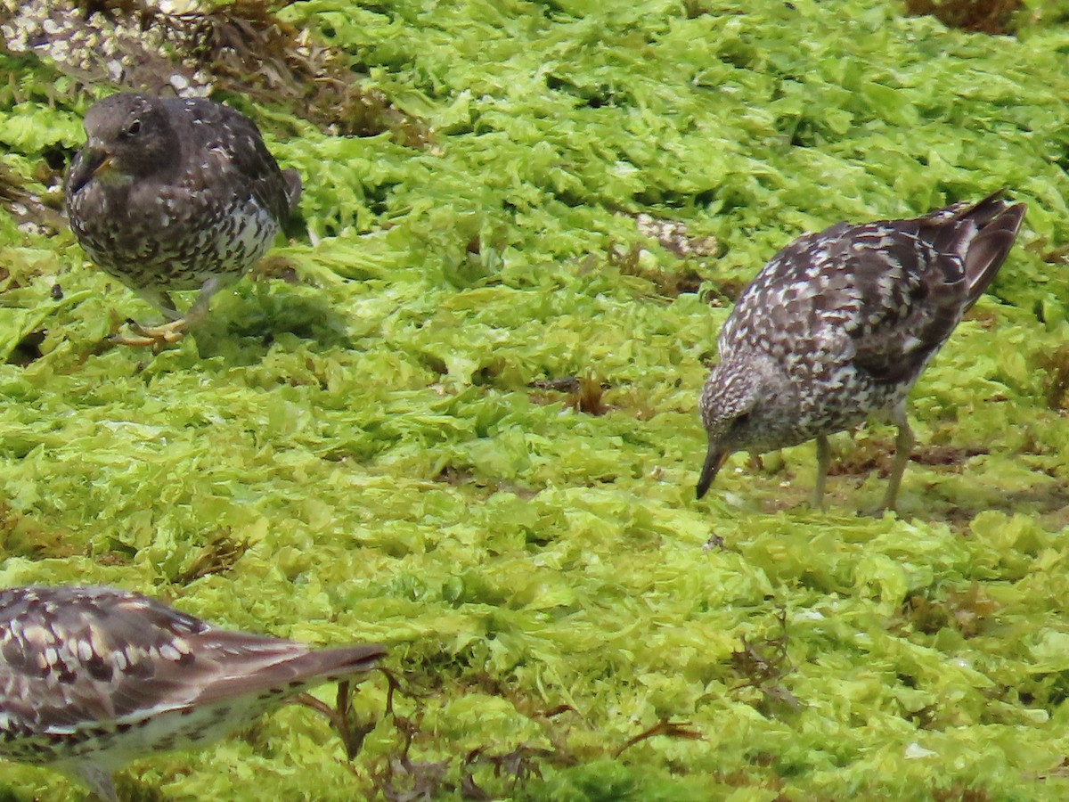 Surfbird - Suzanne Beauchesne