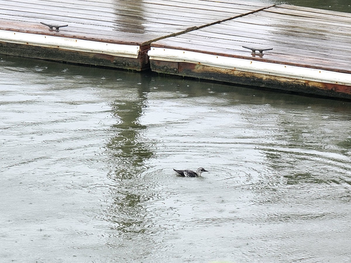 Black Guillemot - ML476233741