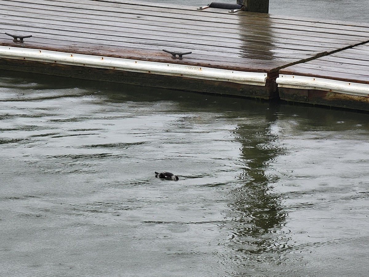 Black Guillemot - ML476233751