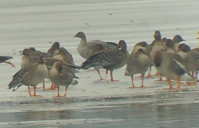 Pink-footed Goose - ML47623381