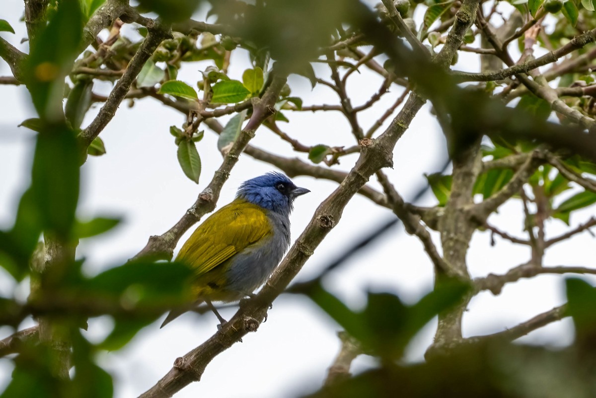 Blue-capped Tanager - ML476234031