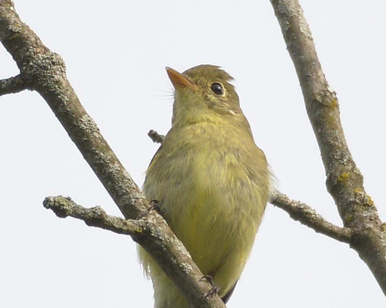 Yellow-bellied Flycatcher - ML476234051