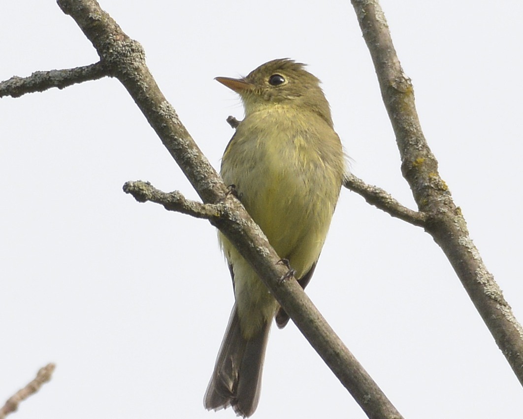 Yellow-bellied Flycatcher - ML476234301