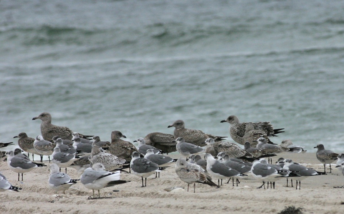 Gaviota Guanaguanare - ML476234791