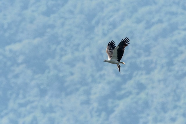 White-bellied Sea-Eagle - ML47623711