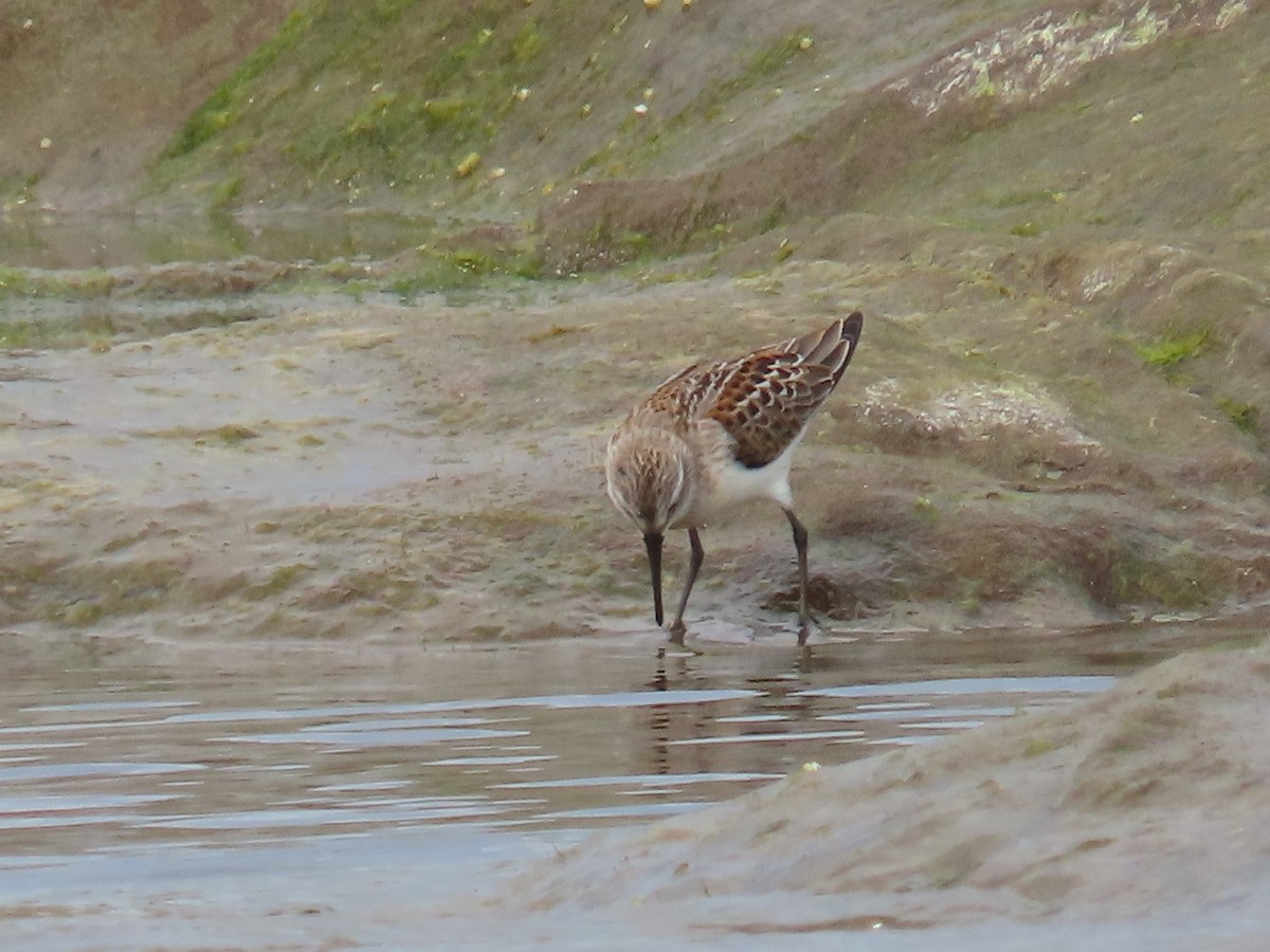 Western Sandpiper - Suzanne Beauchesne