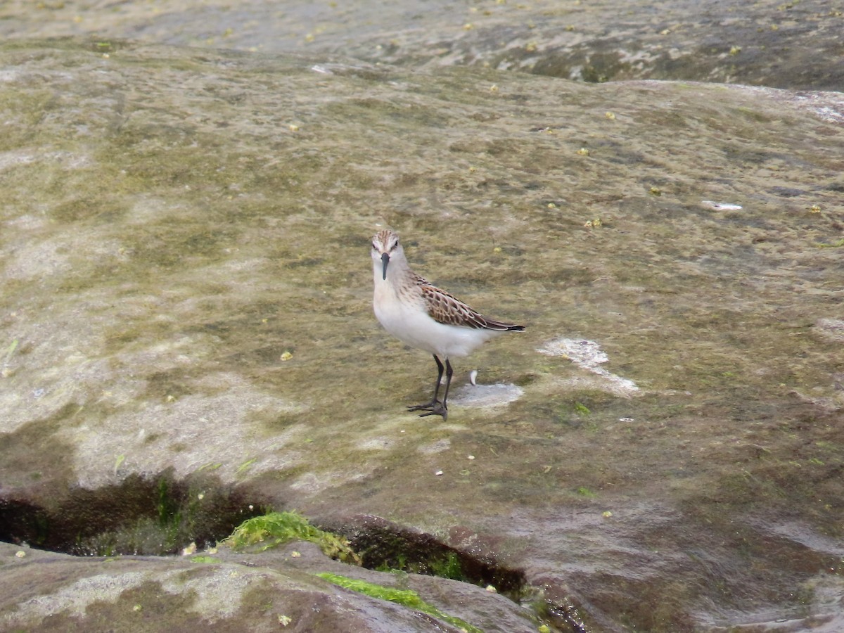 Western Sandpiper - Suzanne Beauchesne