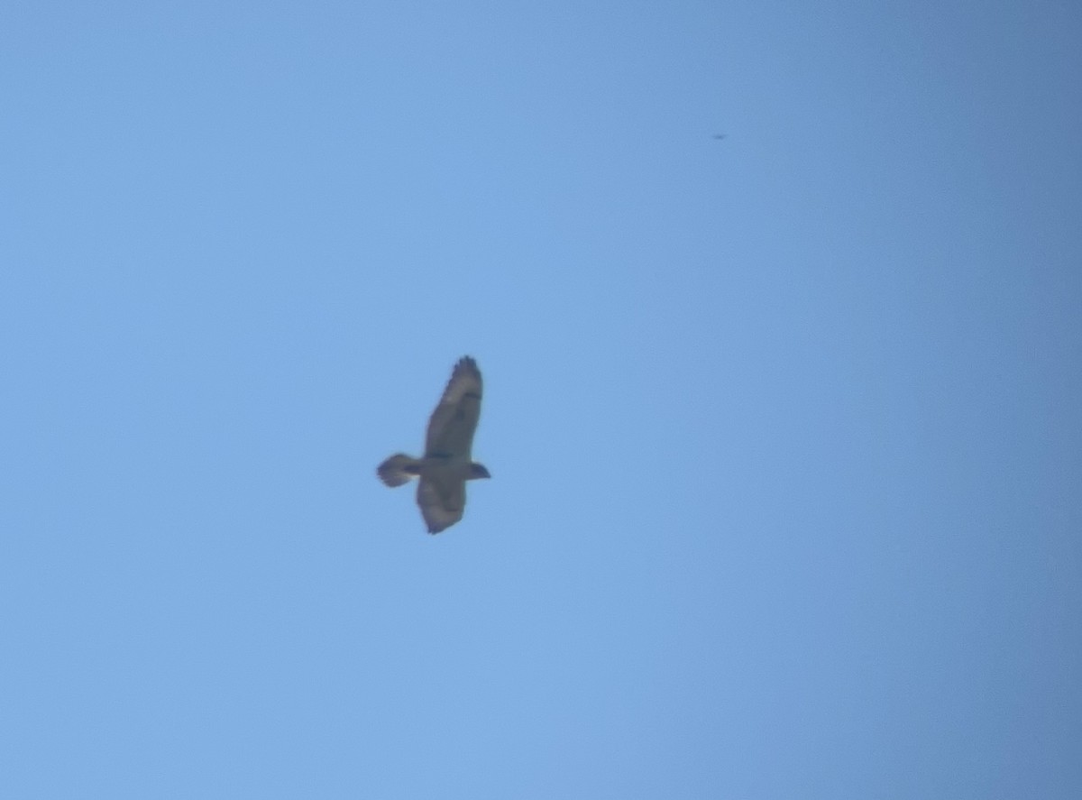 Ferruginous Hawk - Joshua Covill