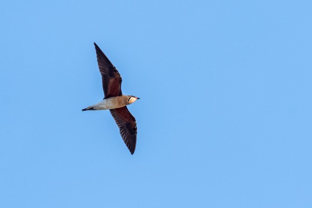 Oriental Pratincole - ML47623831