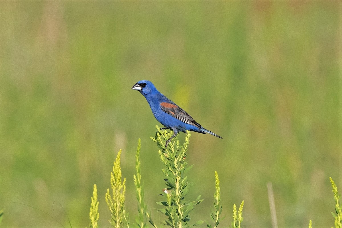 Blue Grosbeak - Steve Kruse