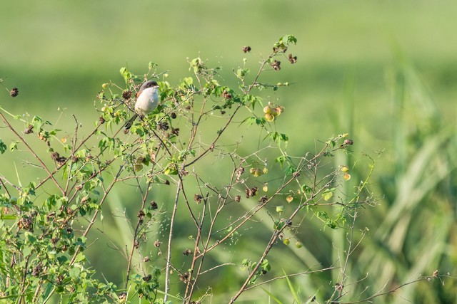 Burmese Shrike - Tom Backlund