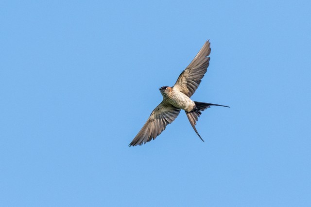 Red-rumped Swallow - Tom Backlund