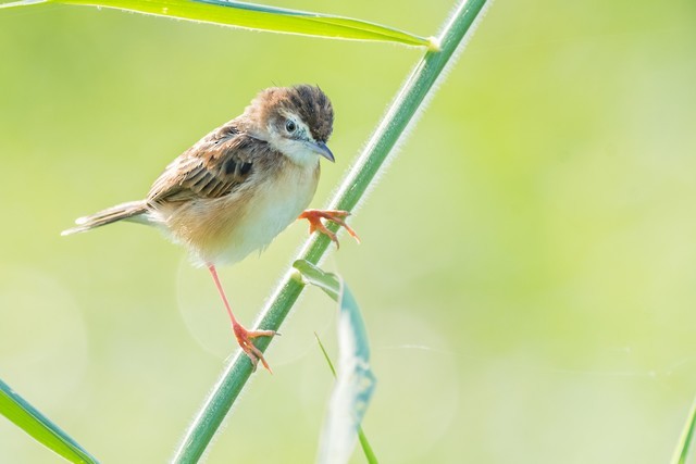 Zitting Cisticola - Tom Backlund