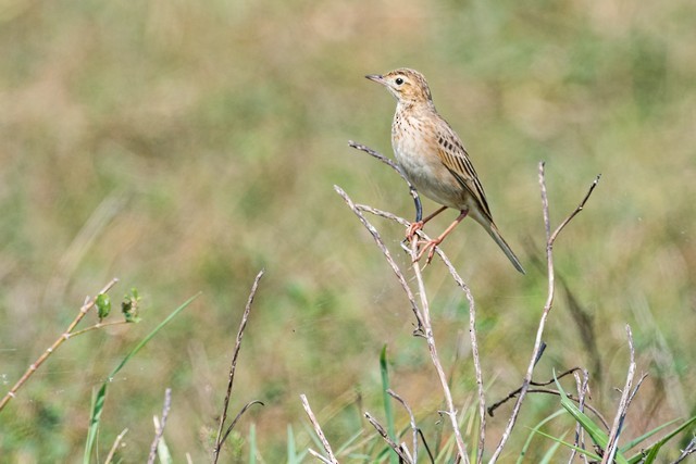 Richard's Pipit - Tom Backlund