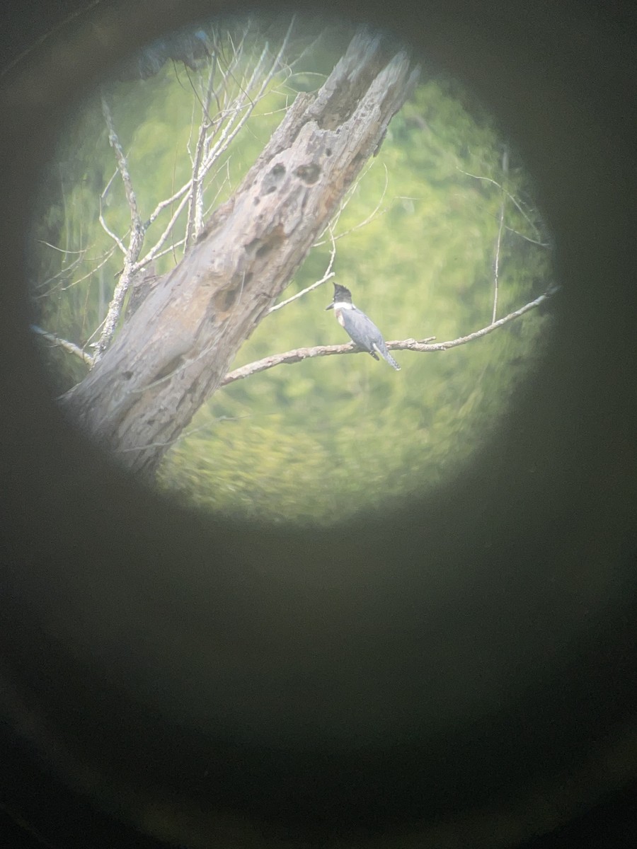 Belted Kingfisher - Wilson Tryon