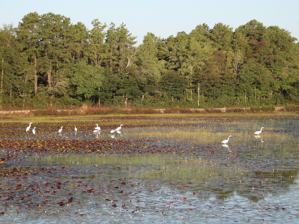 ダイサギ - ML476240351