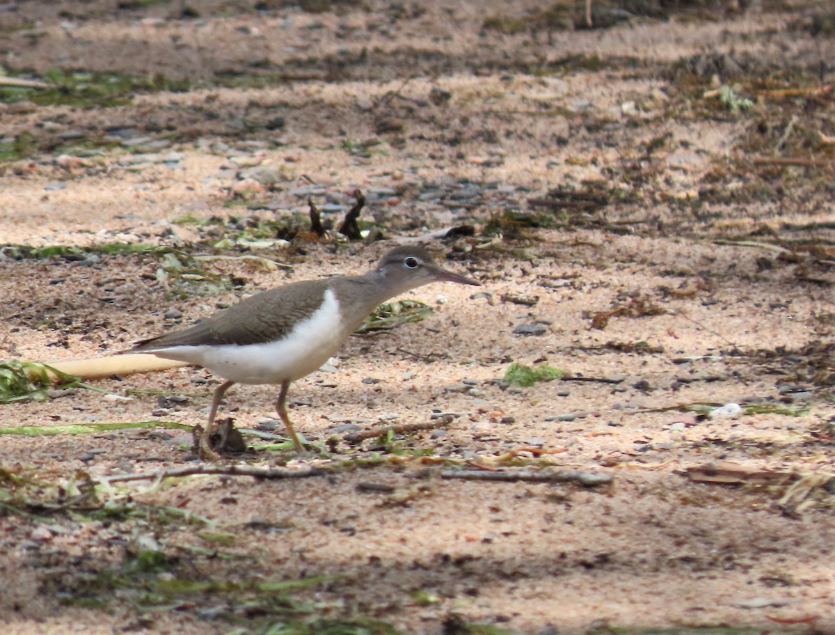 Spotted Sandpiper - ML476240621