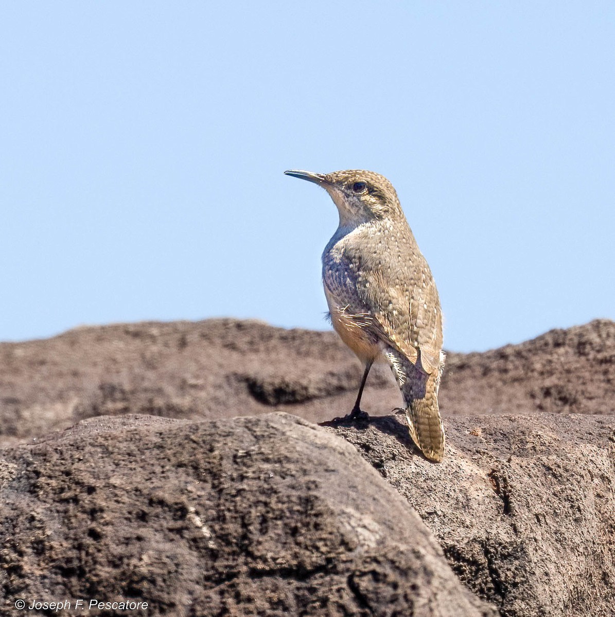 イワミソサザイ - ML476240861