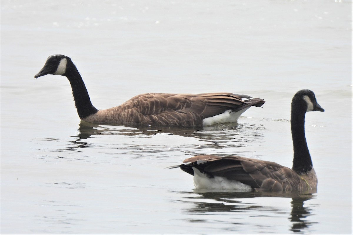 Canada Goose - ML476243911