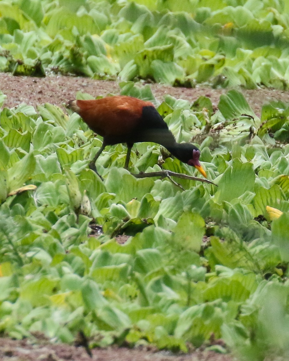 Wattled Jacana - ML476244311