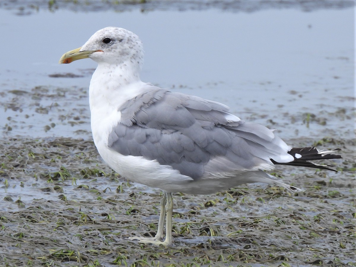 California Gull - ML476244421