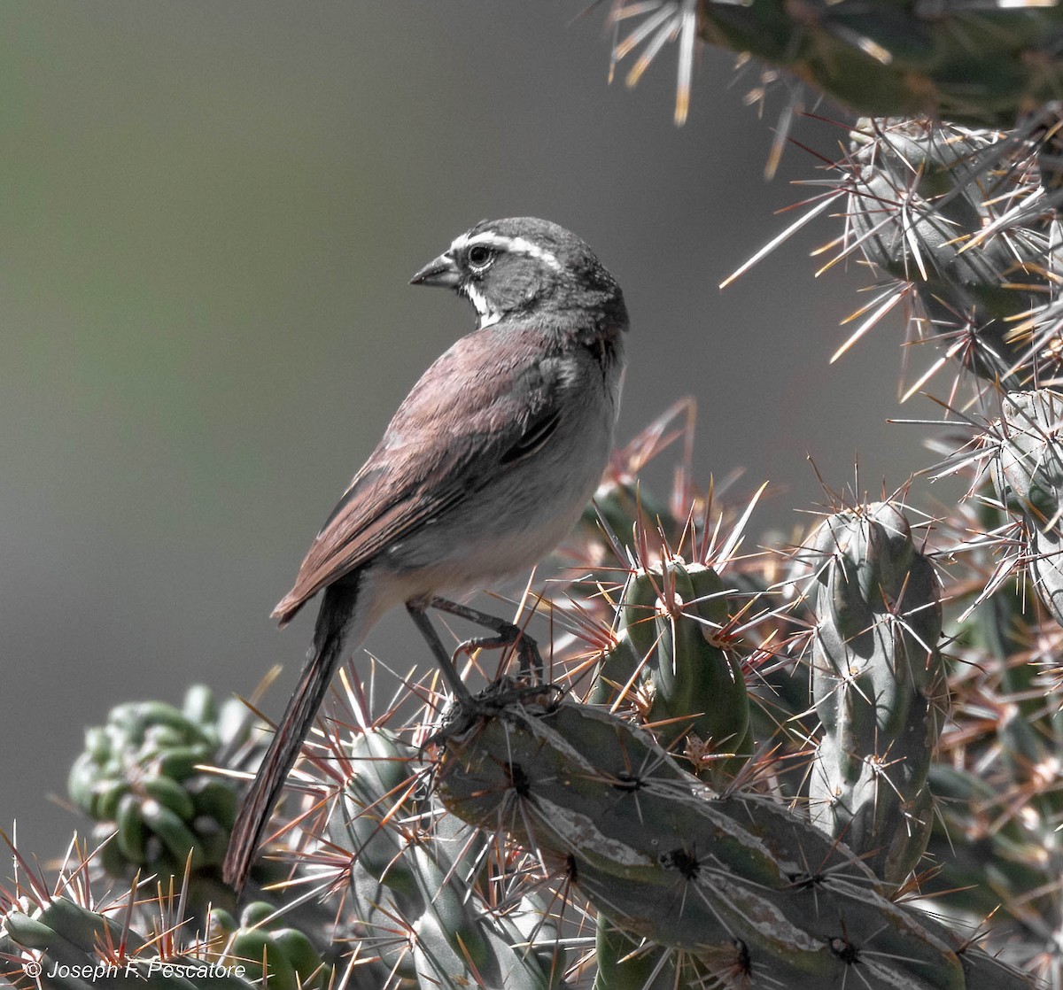Black-throated Sparrow - Joseph Pescatore