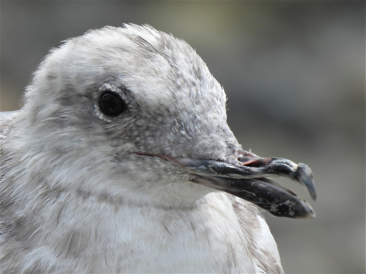 Gaviota Californiana - ML476244851