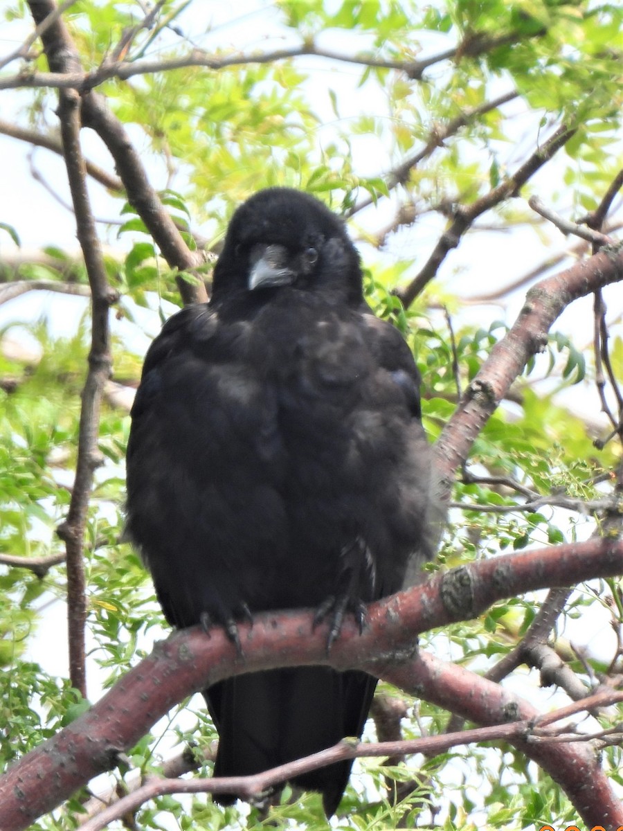 American Crow - ML476245301