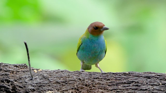 チャガシラフウキンチョウ - ML476245371