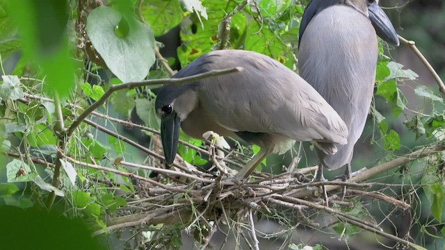 Boat-billed Heron - ML476247551