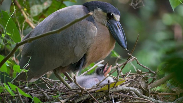 Boat-billed Heron - ML476248081