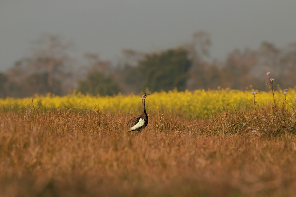 Bengal Florican - ML47624811