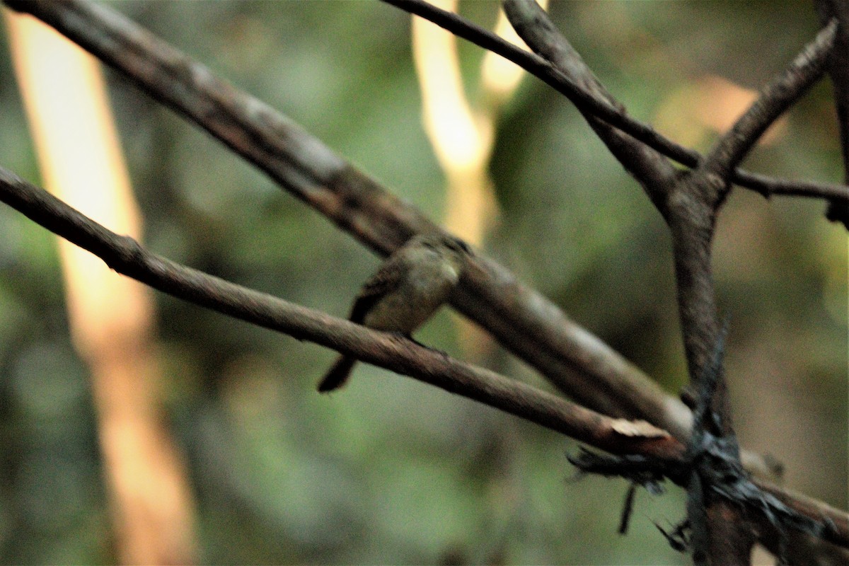 Sepia-capped Flycatcher - Pedro Plans