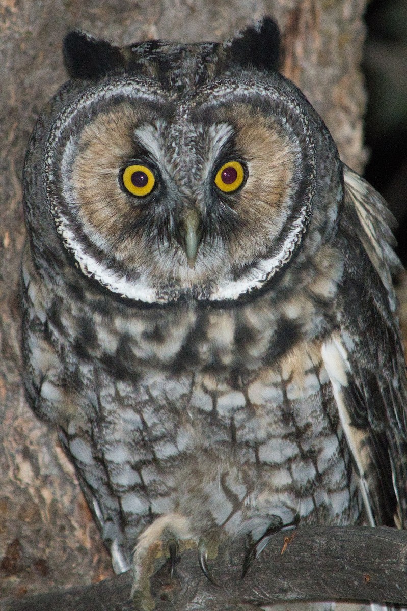 Long-eared Owl - ML476250031