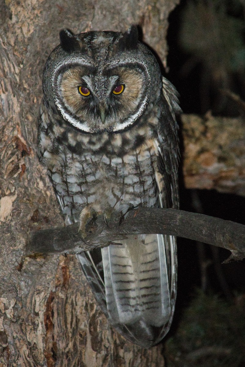 Long-eared Owl - ML476250121