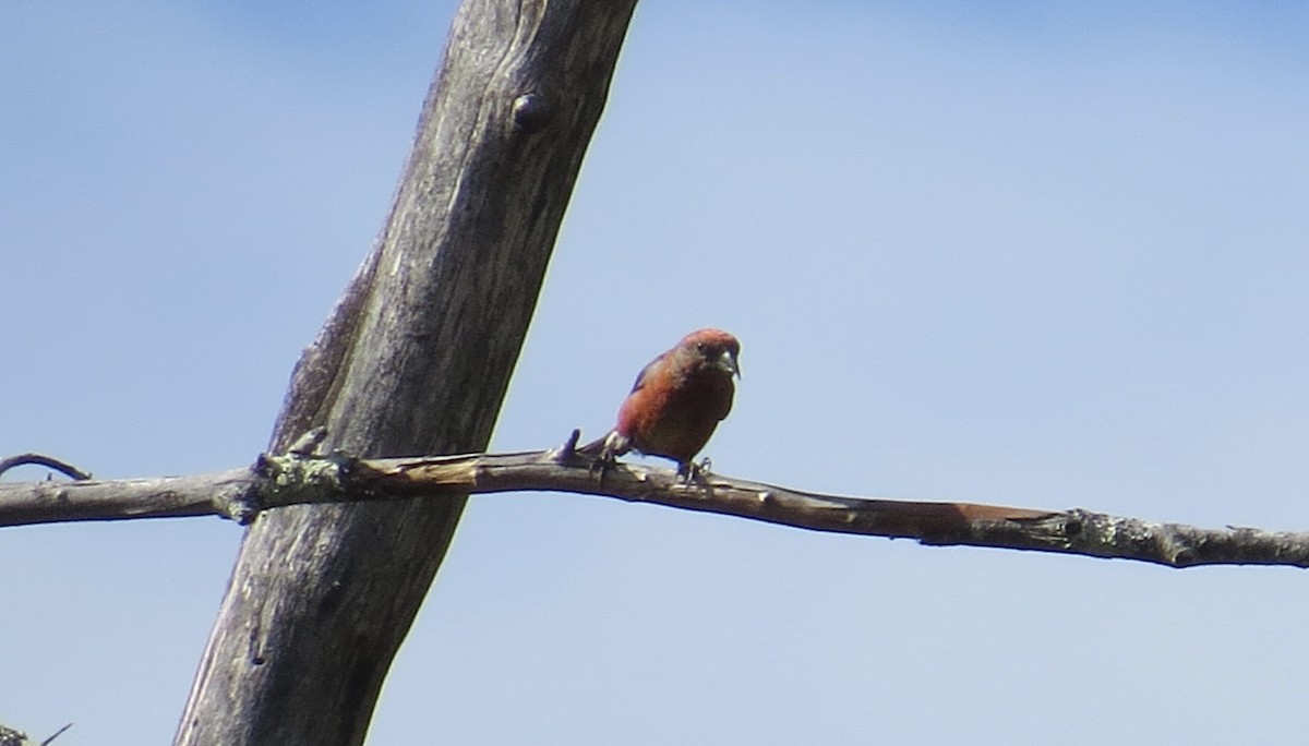 Red Crossbill (Northeastern or type 12) - Jack Yanko