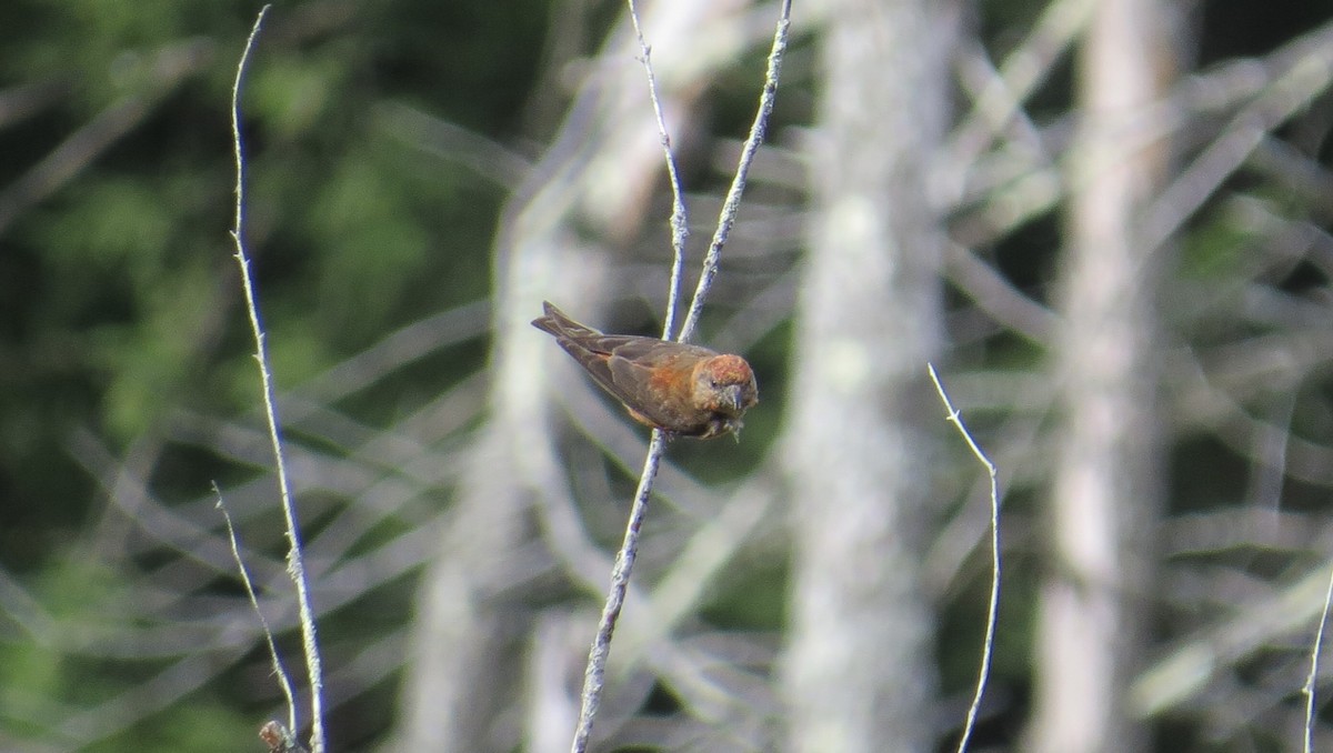 Red Crossbill (Northeastern or type 12) - Jack Yanko